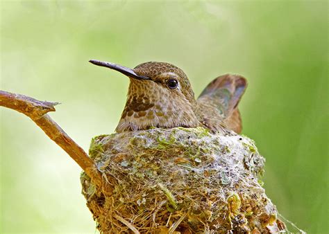 Have You Ever Tried Helping a Hummingbird Find its Nest? A Deep Dive into 'Hummingbirds' Mechanics and Storytelling!