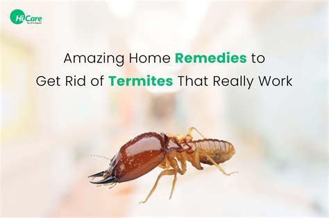 How to Kill Termites in Furniture: A Comprehensive Guide