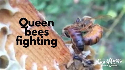 Queen Bee! A Whimsical Fighting Game Overflowing With Honeyed Mayhem!